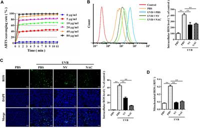 A Frog Peptide Ameliorates Skin Photoaging Through Scavenging Reactive Oxygen Species